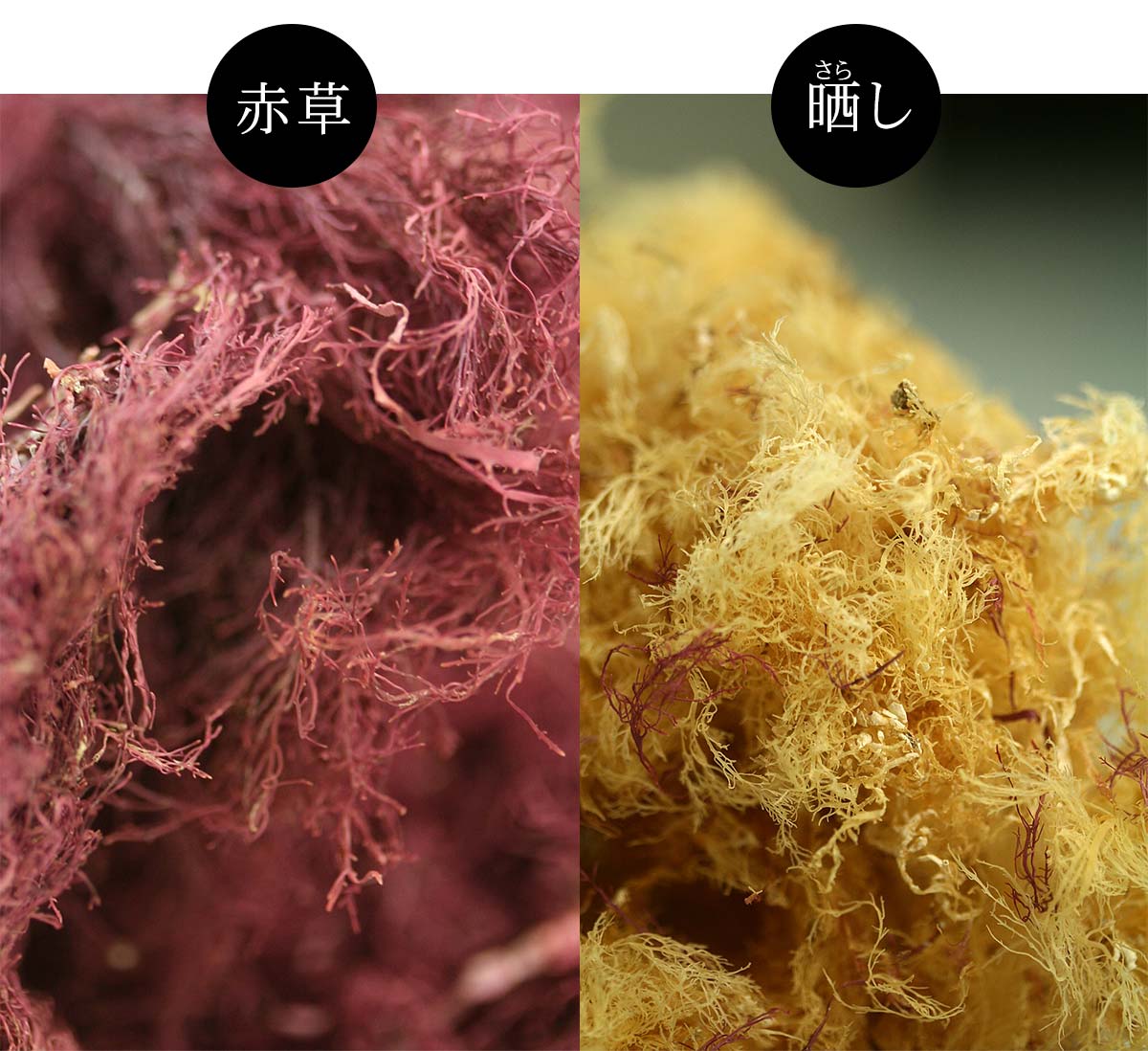 伊豆天草とは