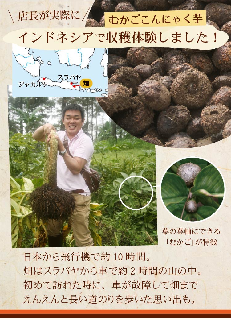 むかごこんにゃく 店長がインドネシアで収穫体験